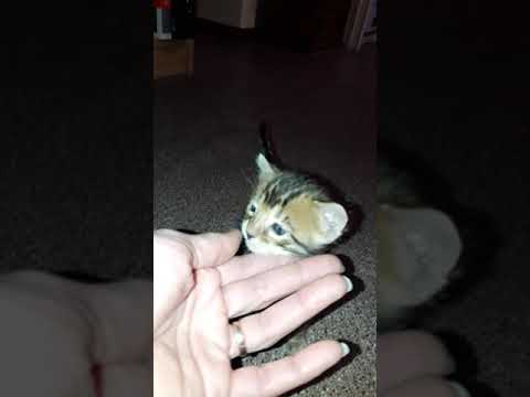 Seana des Terres de Pandore