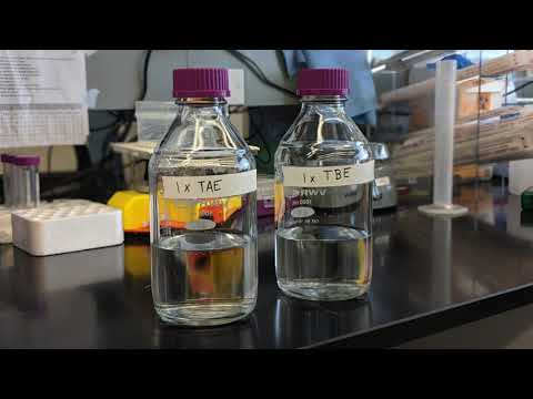 Agarose Gel Electrophoresis Tip #1: TAE vs TBE