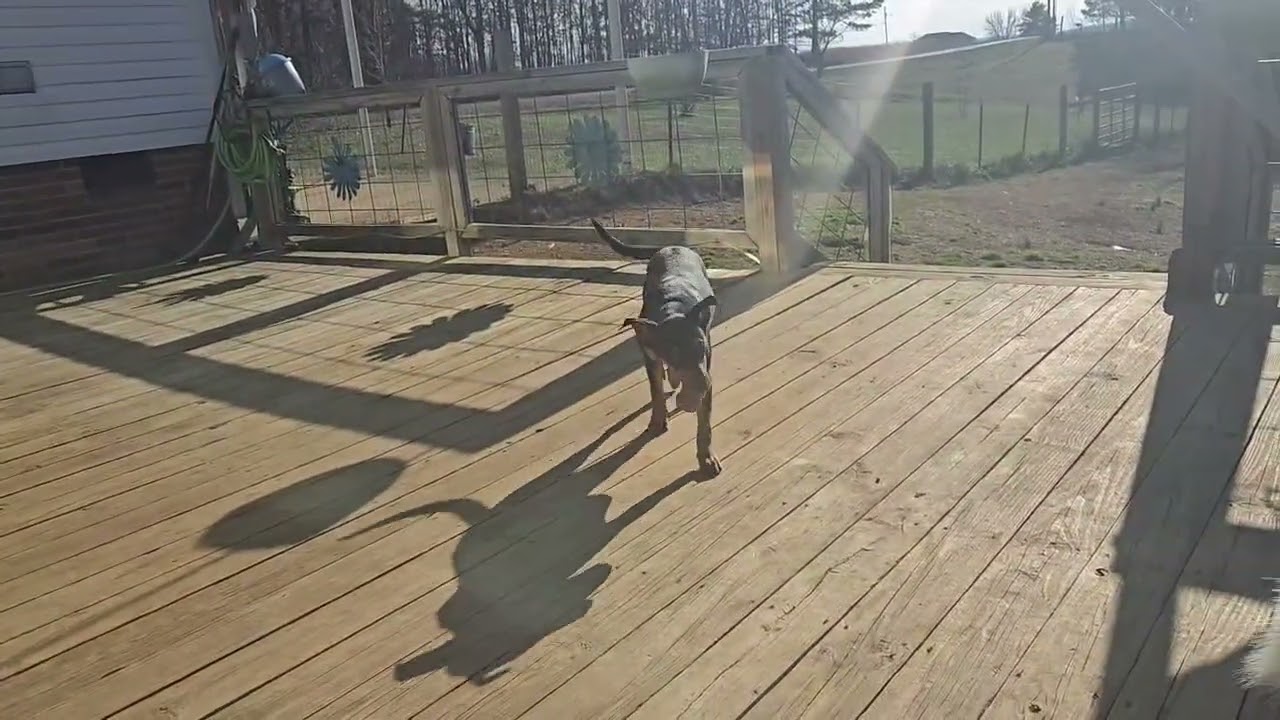 Enlarge Tally, a ADOPTABLE mixed breed in Franklin, TN video 6/6