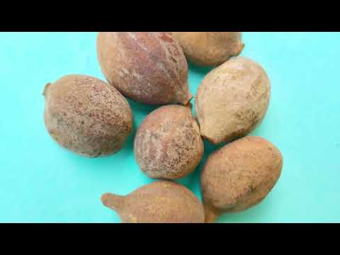 Terminalia Bellirica - Bahera Latest Price, Manufacturers & Suppliers