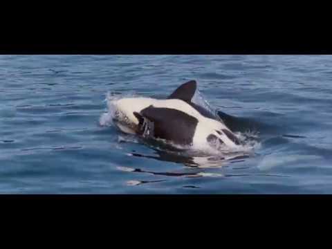 01. Main Title (Free Willy / 1993) Soundtrack