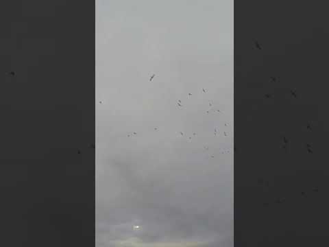 3 for 3 with Reload for Solo - Waterfowl Hunting (Saskatchewan)