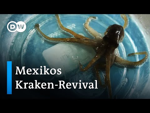 Hoffnung für Mexikos Kraken | Global Ideas