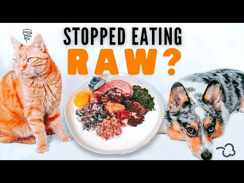What To Do If Your Pet Stops Eating Raw