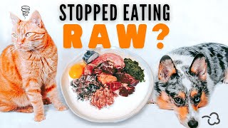 What To Do If Your Pet Stops Eating Raw