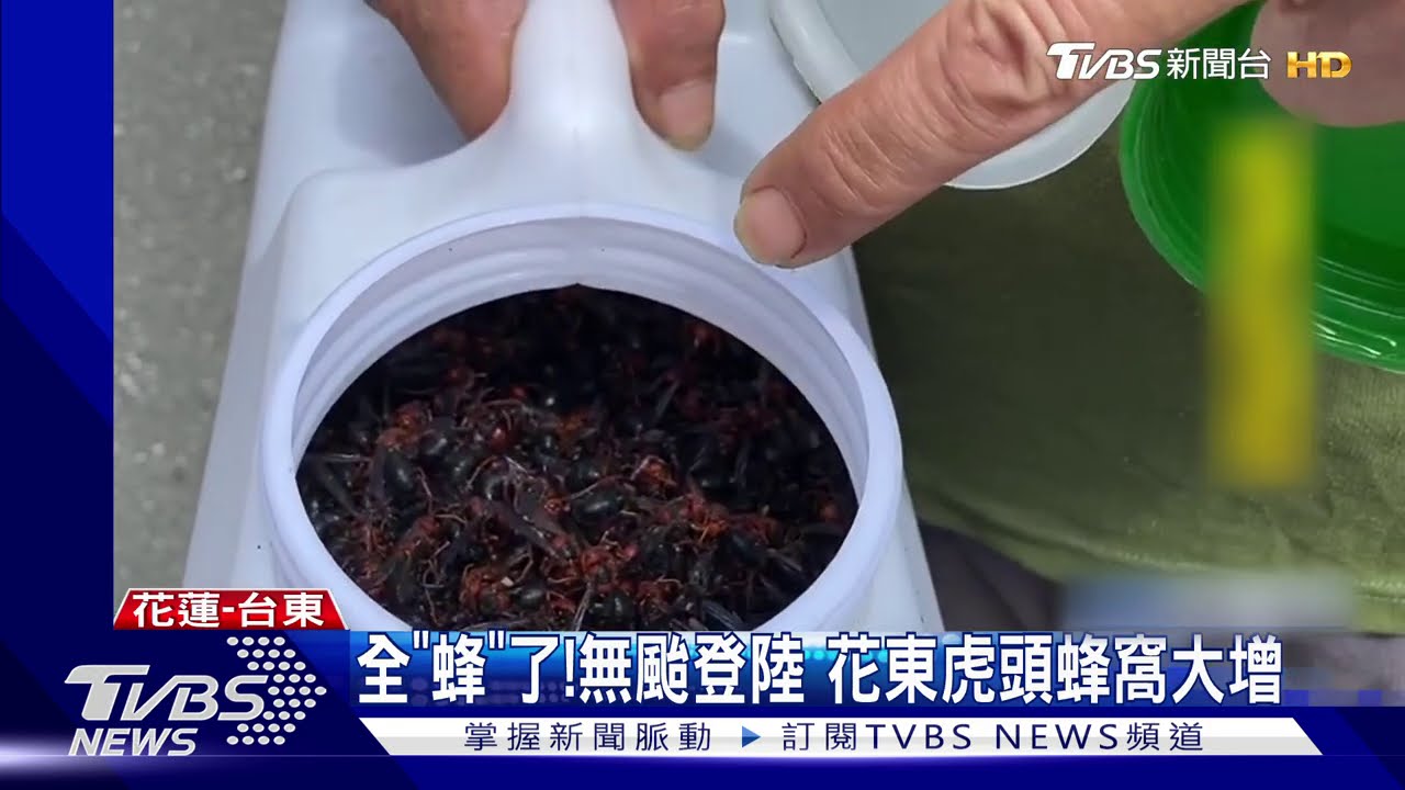 首度封路除「虎頭蜂窩」 一口氣摘3大蜂窩
