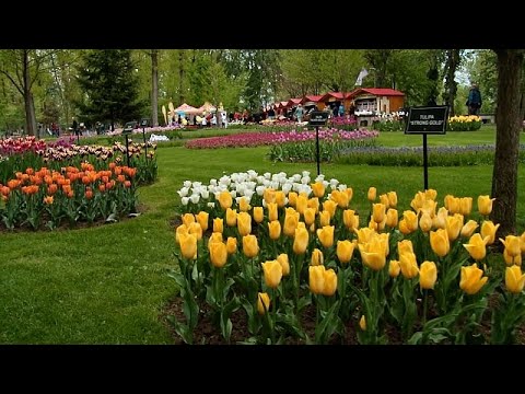 Festa das tulipas na Roménia, uma tradição antiga