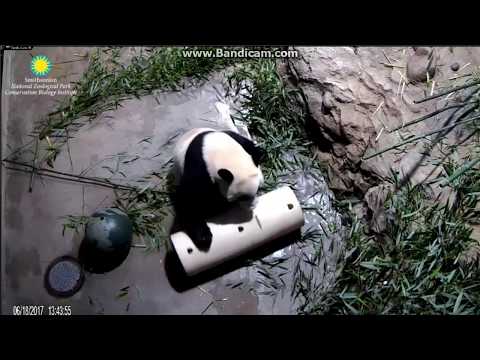 2017.06.18 #PAPA'S DAY# Bei Bei with his honey & treat cylinder