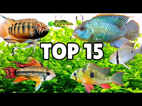 15 Best Cichlids That Are Safe for Planted Tanks
