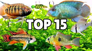 15 Best Cichlids That Are Safe for Planted Tanks