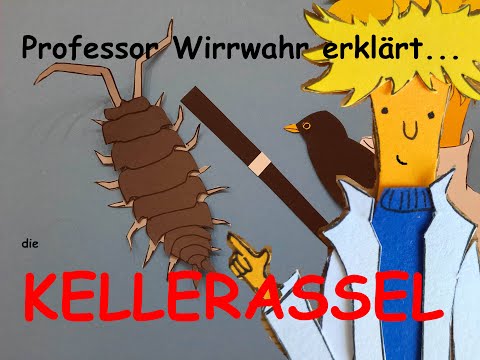 Professor Wirrwahr erklärt die Kellerassel