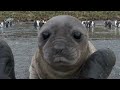 Elephant Seal Rolls Down Hill