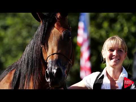 STRÖHEN INTERNATIONAL DAYS FOR ARABIAN HORSES 2019 - Promo