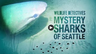 Wildlife Detectives: Mystery Sharks of Seattle