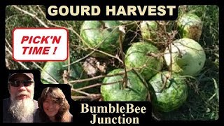 How And When To Harvest Gourds | Drying And Curing Gourds For Crafting