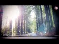 Enchanted Forest - Mars Lasar (IPhone 240 fps slo-mo, tree tunnel drive-through).