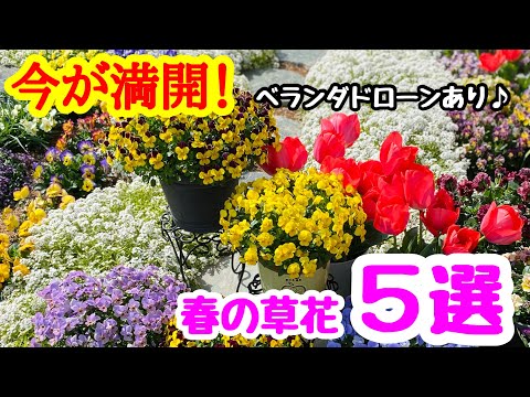南向きのバルコニーに適した植物は何ですか?太陽と暑さを好む品種はこちら  庭園