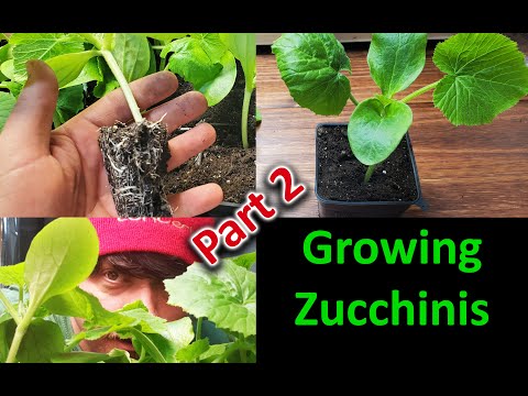 Growing Zucchinis The Right Way Part 1 of 3
