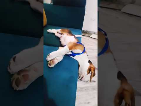 Goofy🧸dreaming about Parineeti💖 #shorts #ytshorts #youtubeshorts #trending #viral #funny #explore