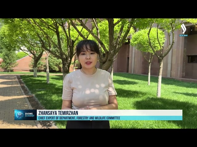 Kazakistan'da Przewalski atı popülasyonu yeniden canlandırılıyor