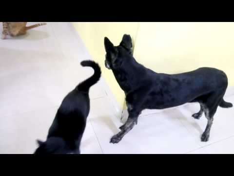 Anina is good with cat.