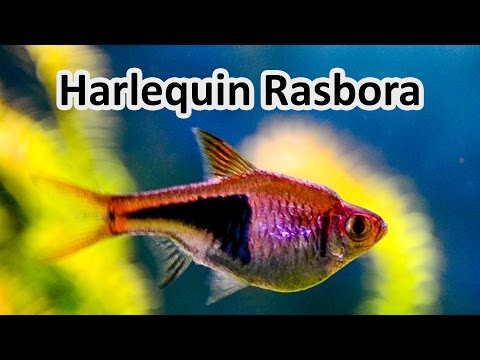 Harlequin Rasbora (Trigonostigma heteromorpha) — species feature