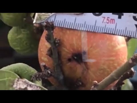 Tưới phân đúng cách cho ra trái to chưa từng thấy.