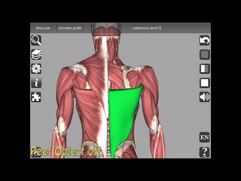 3D Anatomy Video