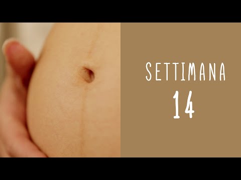 Pregnancy Calendar - Week 14