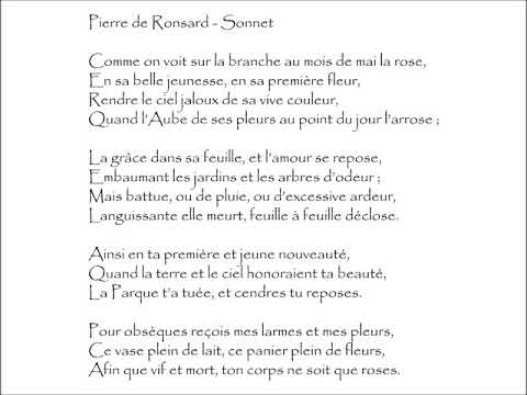 Ronsard (Pierre de) : SONNET - Comme on voit sur la branche au mois de mai la rose