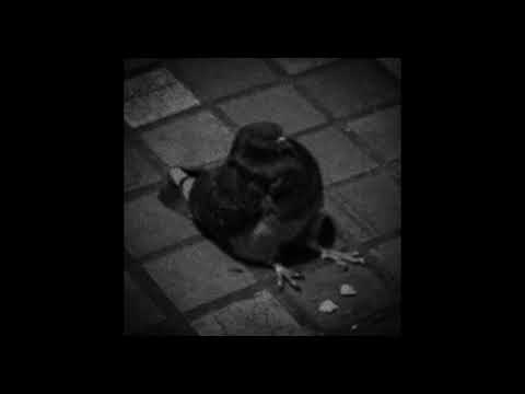 pranav.wav - "PIGEON" (prod. pranav)