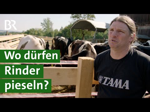 Artgerechte Tierhaltung ausgebremst - Bürokratie vs. Weidehaltung | Unser Land | BR
