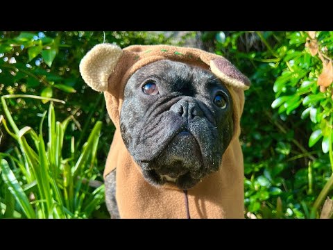 Return of the Frenchie!