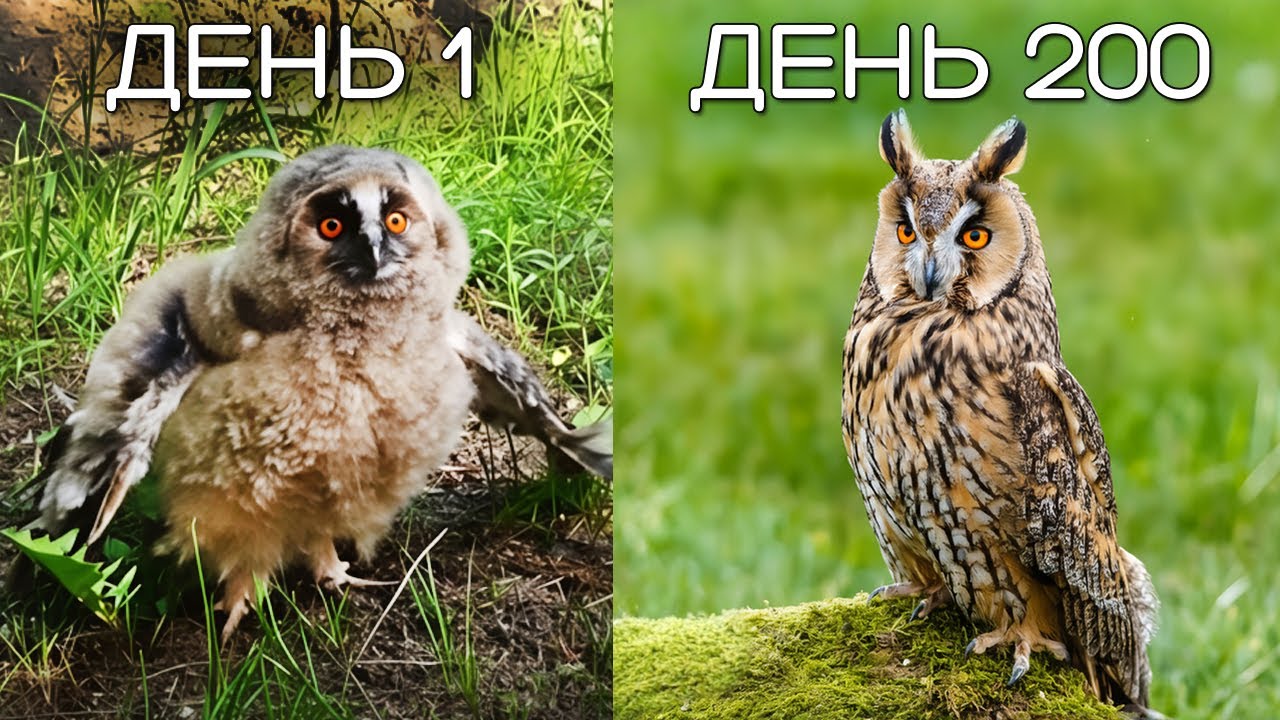 200 Дней Назад Мы Спасли Совенка, И Вот Что С Ним Случилось