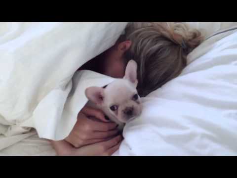 Rich Surprises Sara! French Bulldog Puppy