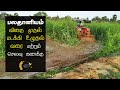 பலதானியம் விதைப்பு Palathaniya Vithaipu Palathaniyam How To Improv