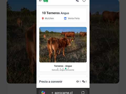 10 Terneros limusina Angus pars Remate en Ferias Biobío 21/03/2026