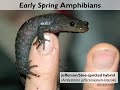 Salamander Crossing Brigade Volunteer Training: Species ID