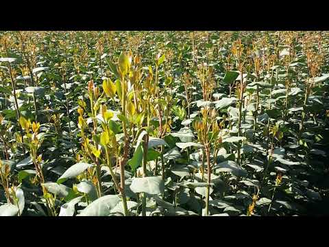 شاهد أجود أنواع قااااااات ماويه في اليمن