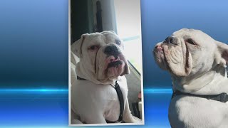 WNY native seeking bull dog lost during flooding in Texas