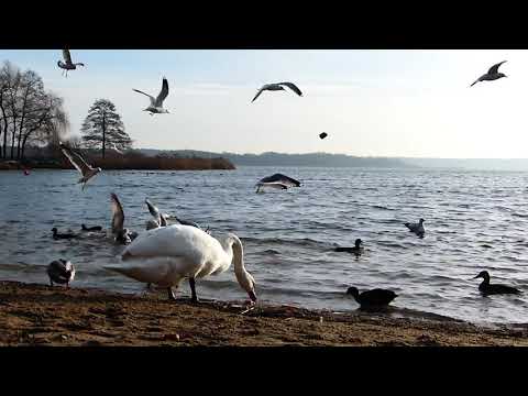 4K 10 bit color Amazing African Birds. Part 3 - African Wildlife Video