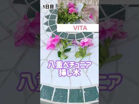 コップ一杯の水で挿し木をするにはどうすればよいですか？水から取れる植物は何ですか?  庭園