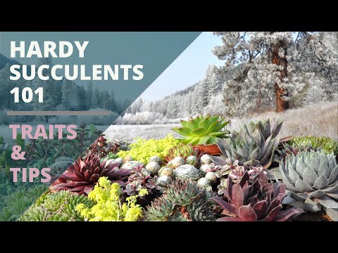 image-What succulents can withstand frost?