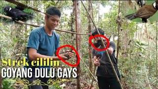 Download lagu mikat burung cililin dalam hutan strek dapat 4 ekor//poin cililin unik dan kita ambil secukupnya mp3