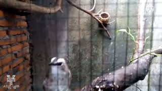 Download lagu Trucukan SAPROL (persiapan breeding) mp3 Download lagu Trucukan SAPROL (persiapan breeding) mp3