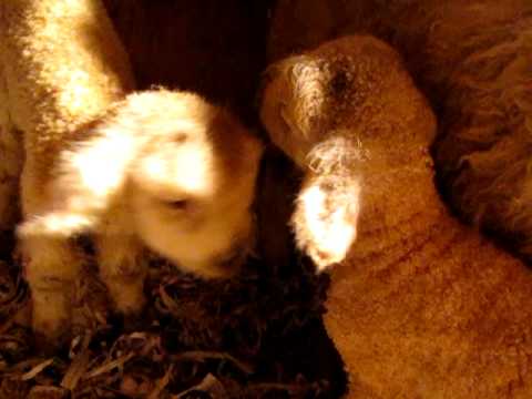 , title : 'lambs 3 hours old'