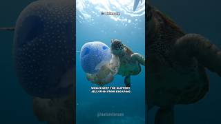 How Can Sea Turtles Eat Jellyfish?