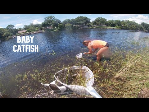 How to catch baby catfish and warmouth for a freshwater tank!!!