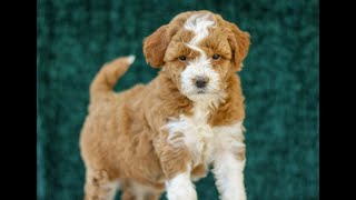 Video preview image #1 Goldendoodle (Miniature) Puppy For Sale in LANCASTER, PA, USA