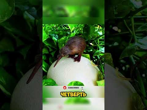 Аллах знающий